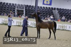 25R13_08175 thumbnail