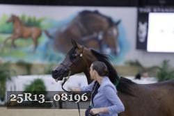25R13_08196 thumbnail