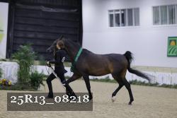 25R13_08218 thumbnail