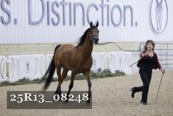 25R13_08248 thumbnail