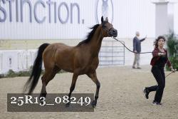 25R13_08249 thumbnail