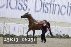 25R13_08251 thumbnail