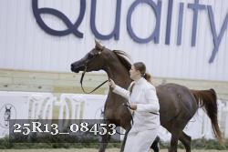 25R13_08453 thumbnail
