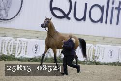 25R13_08524 thumbnail