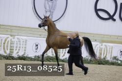 25R13_08525 thumbnail