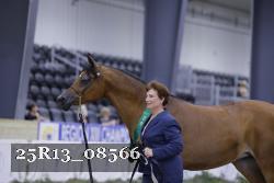 25R13_08566 thumbnail