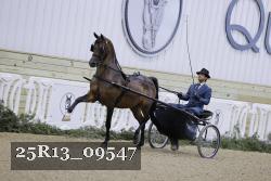 25R13_09547 thumbnail