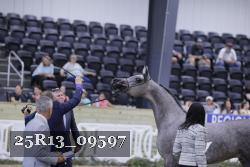 25R13_09597 thumbnail