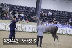 25R13_09599 thumbnail