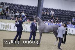 25R13_09603 thumbnail