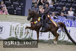 25R13_10177 thumbnail