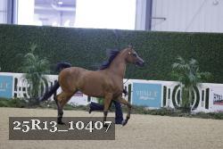 25R13_10407 thumbnail
