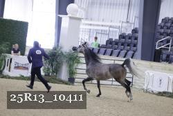 25R13_10411 thumbnail
