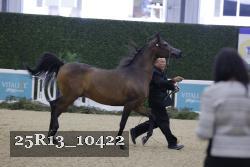 25R13_10422 thumbnail
