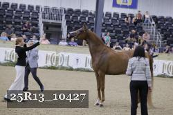 25R13_10427 thumbnail