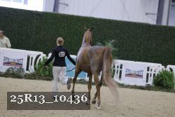 25R13_10436 thumbnail