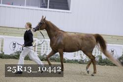 25R13_10442 thumbnail