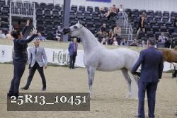 25R13_10451 thumbnail