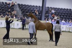 25R13_10466 thumbnail