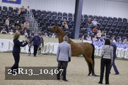 25R13_10467 thumbnail