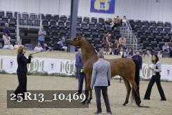25R13_10469 thumbnail