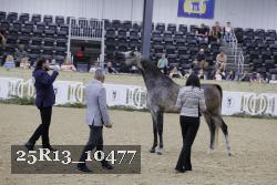 25R13_10477 thumbnail