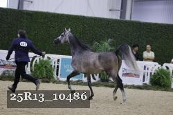 25R13_10486 thumbnail