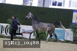 25R13_10488 thumbnail