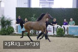 25R13_10739 thumbnail