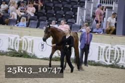 25R13_10747 thumbnail