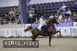 25R13_11323 thumbnail