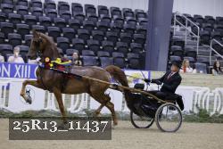 25R13_11437 thumbnail