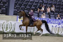25R13_12347 thumbnail