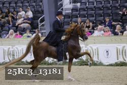 25R13_13181 thumbnail
