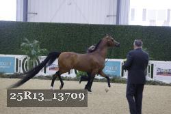 25R13_13709 thumbnail