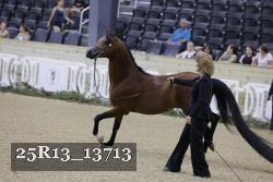 25R13_13713 thumbnail