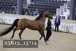 25R13_13714 thumbnail