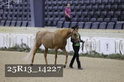 25R13_14227 thumbnail