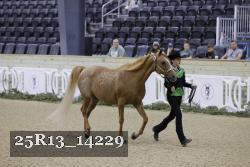 25R13_14229 thumbnail