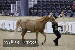 25R13_14231 thumbnail