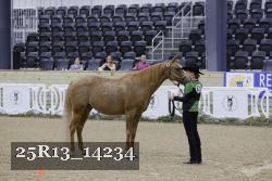 25R13_14234 thumbnail