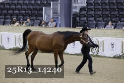 25R13_14240 thumbnail