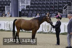 25R13_14243 thumbnail