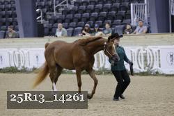 25R13_14261 thumbnail