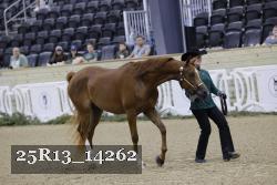 25R13_14262 thumbnail