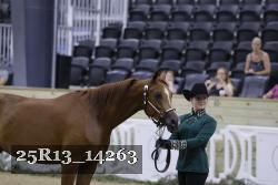 25R13_14263 thumbnail
