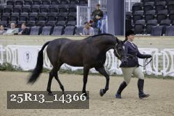 25R13_14366 thumbnail