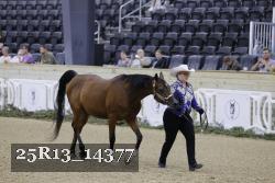 25R13_14377 thumbnail