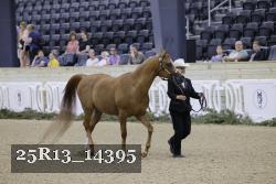 25R13_14395 thumbnail