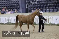 25R13_14396 thumbnail